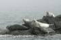 Seals hauled out on an offshore ledge near Acadia National Park. These ledges can only be approached by boat, but note that the marine mammal protection act prohibits approaching too close.